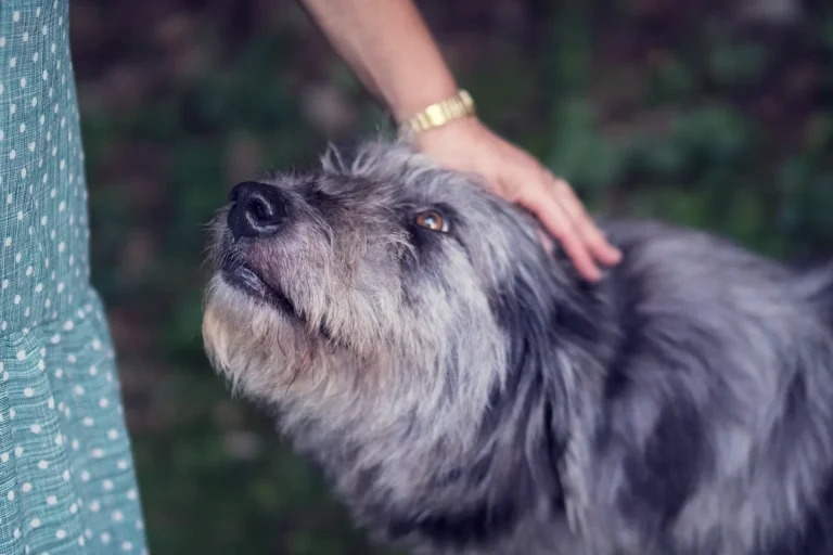 Affenpinscher's health-loldogcat