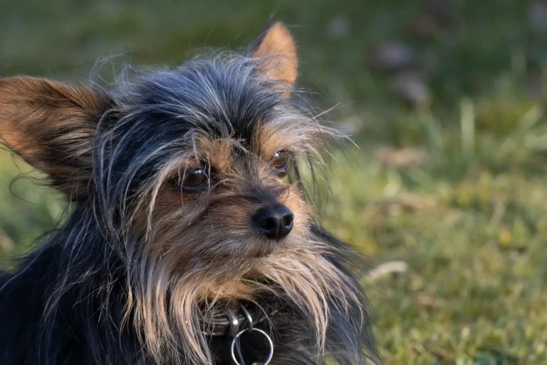 Affenpinscher Grooming Guide-loldogcat