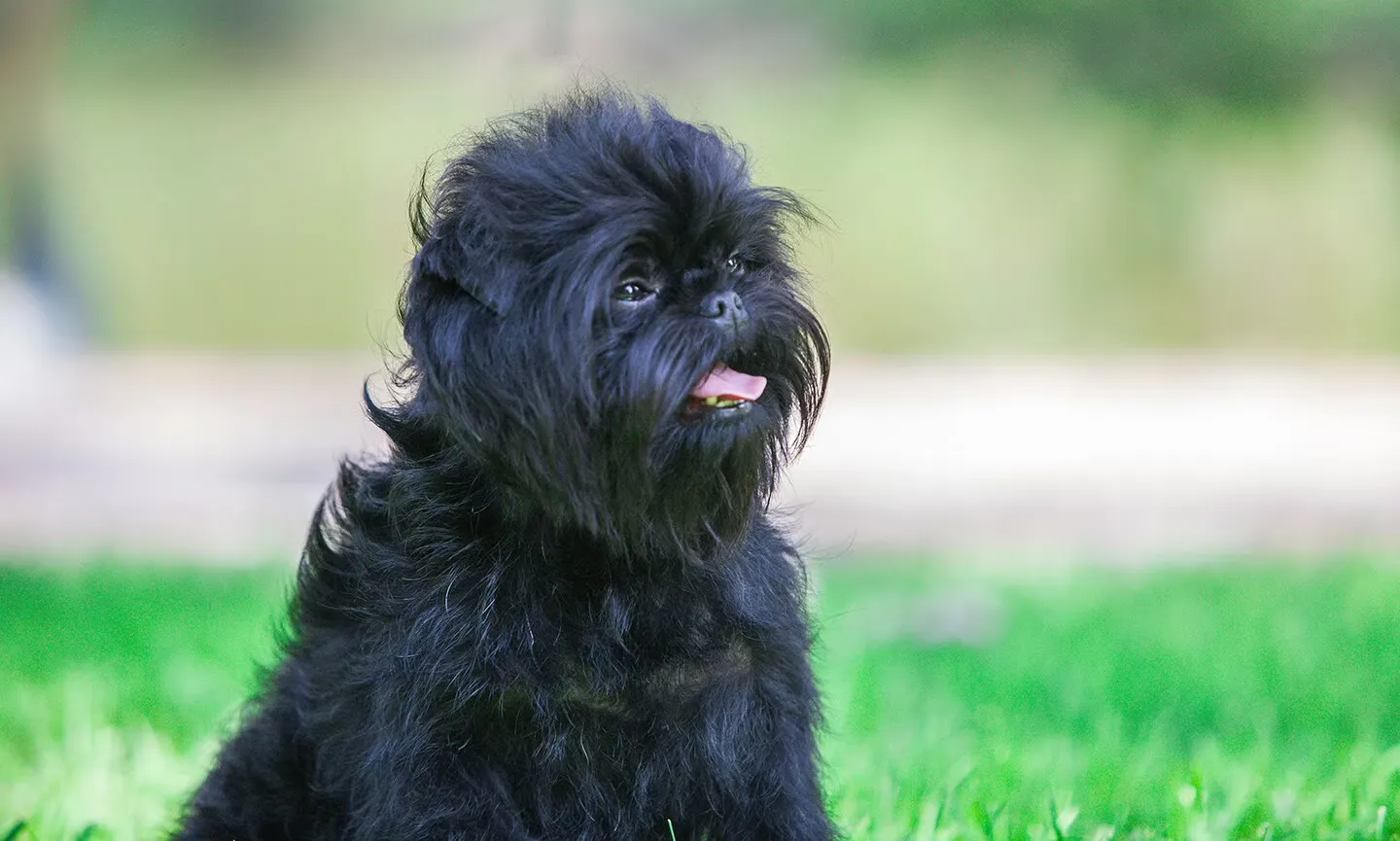 Affenpinschers are excellent family dogs and cost between $800 and $2,000!-loldogcat