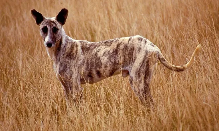 Africanis Temperament-loldogcat