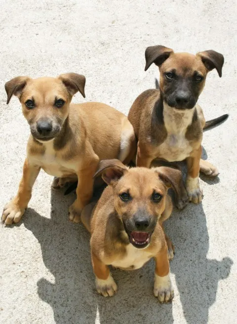 Africanis Puppies for Sale-loldogcat