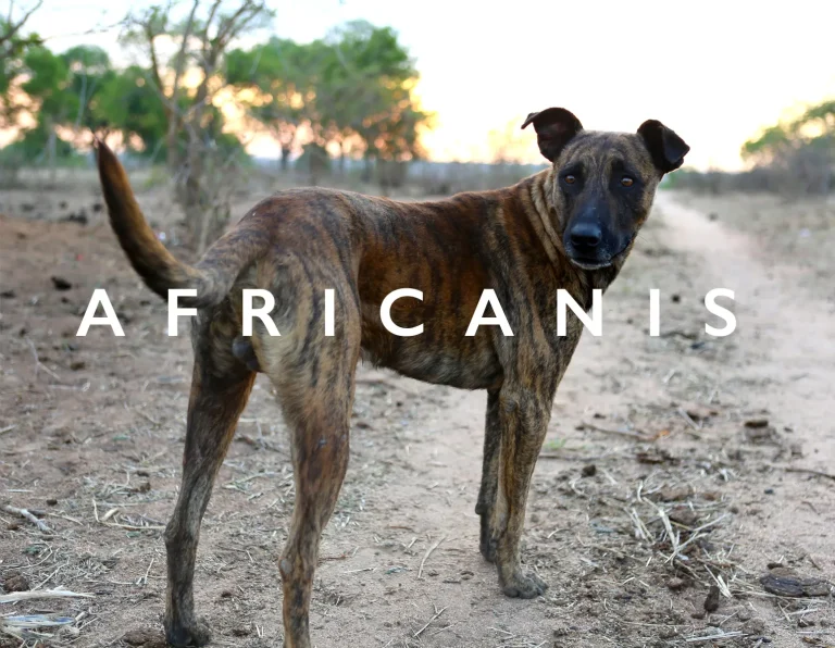 africanis health issues-loldogacat