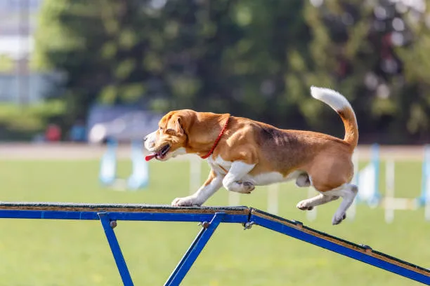 Boarding and Training is dog-loldogcat