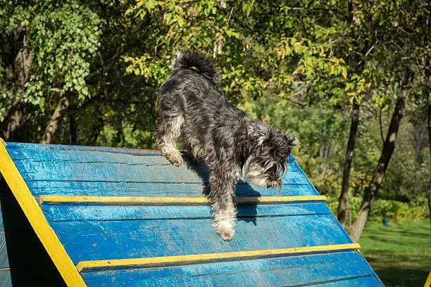 The dog in foster care and being trained is Affenpinscher-loldogcat