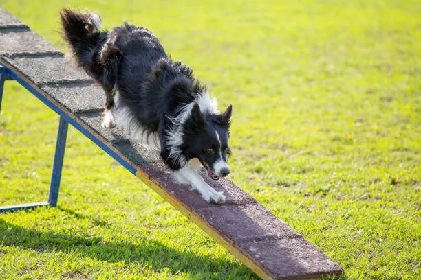 Dogs that are in foster care and are being trained-loldogcat