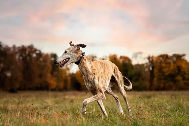 Dog Breeds Afghan Hound Care-loldogcat