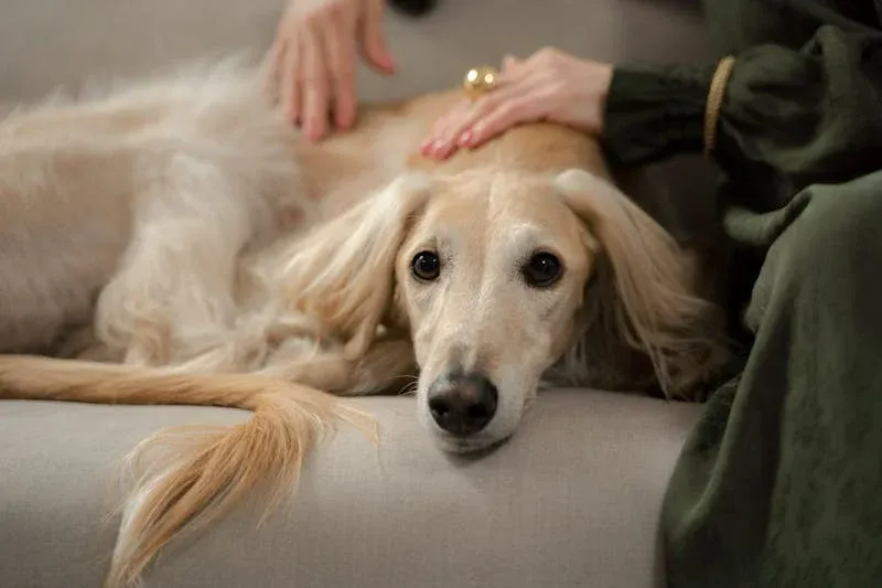 Afghan Hound Health Issues-loldogcat