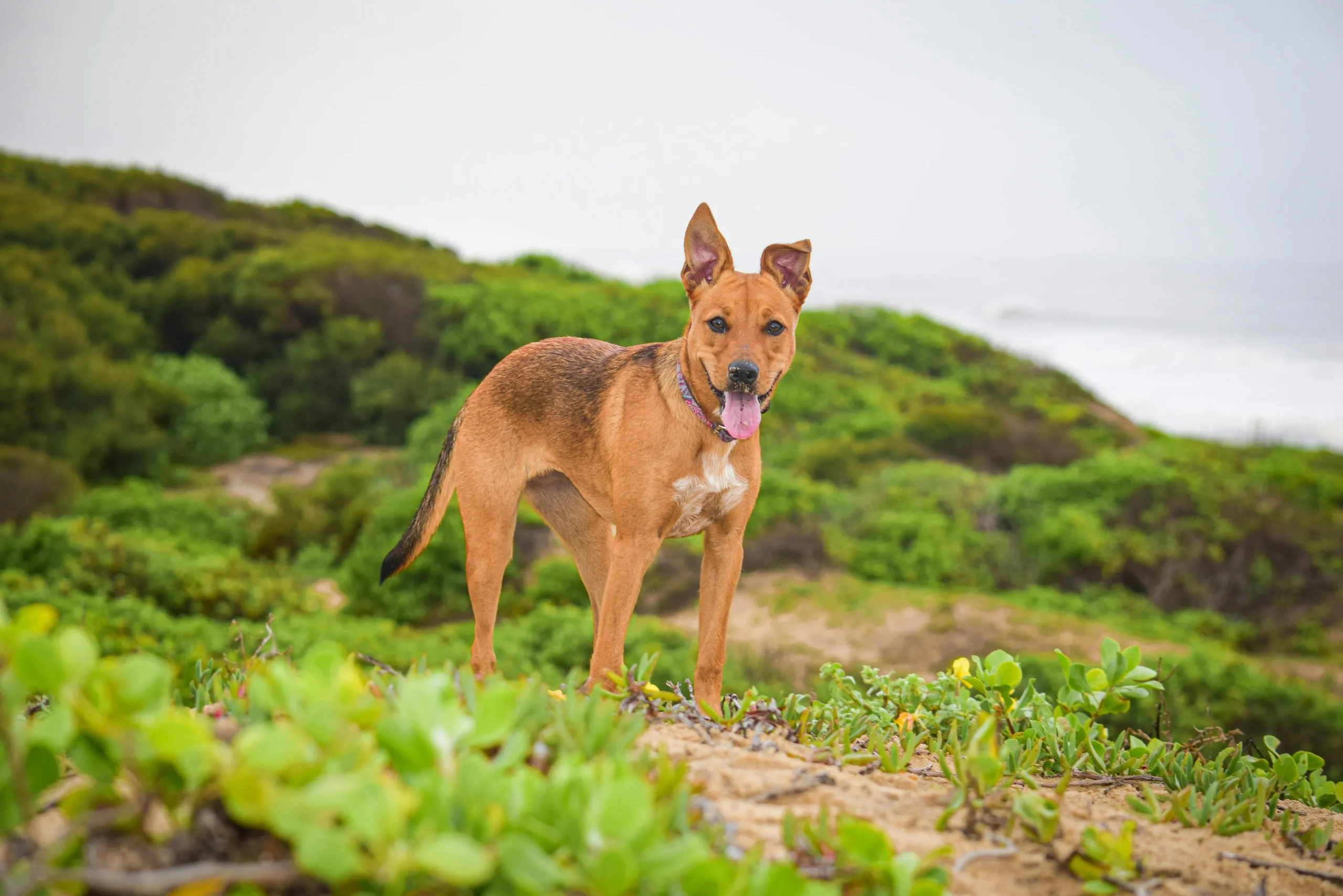 Among the dog breeds Africanis, the earliest dog in Africa-loldogcat