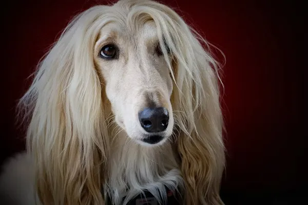 The brilliant Afghan Hound-loldogcat