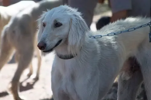 Afghan Hound Temperament-loldogcat