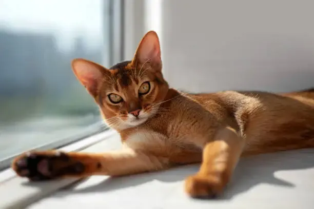 abyssinian-cat-is-resting-near-the-window-in-the-rays-of-sunlight-cute-pet-with-ye-loldogcat