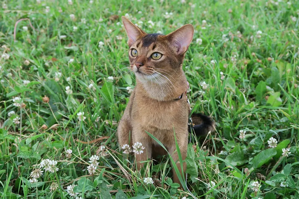 Abyssinian Kitten Play-loldogcat