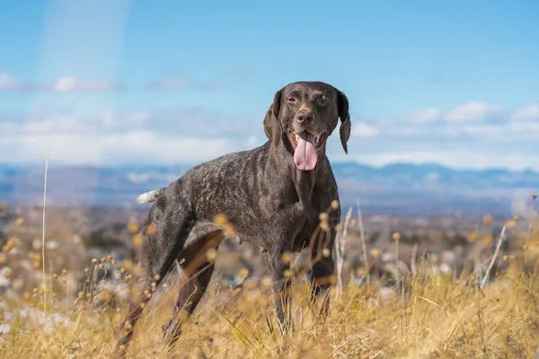 Dog Breeds German Shorthaired Pointer-loldogcat