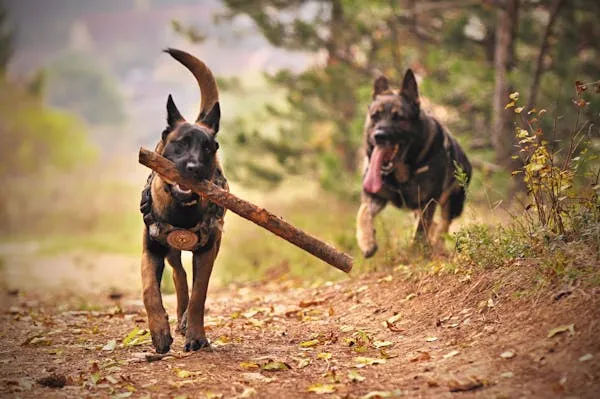 Training and Grooming a German Shepherd-loldogcat