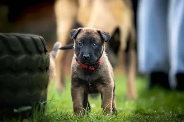 German Shepherd Puppies for Sale-loldogcat