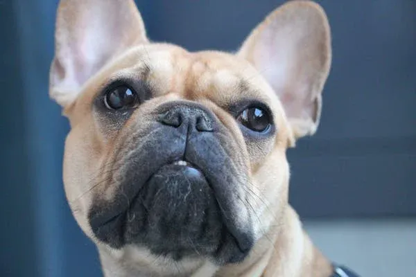 God Breeds French Bulldog-loldogcat