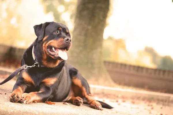 Dogf Breeds Rottweiler-loldogcat