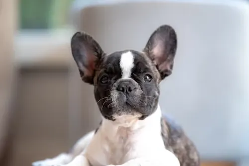 God Breeds French Bulldog-loldogcat