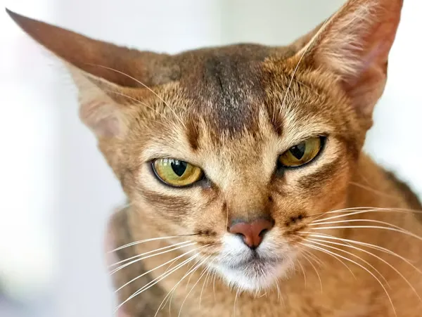 cat breeds Abyssinian-loldogcat