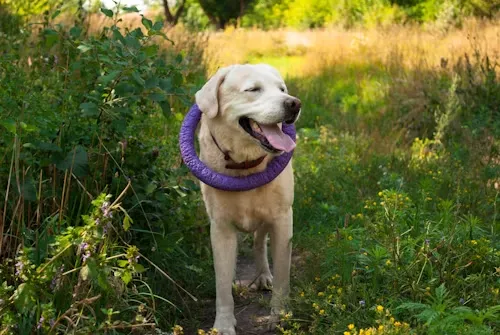 Labrador Retriever Personality and Behavior-loldogcat