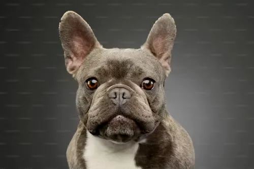 Dog Breeds French Bulldog-loldogcat