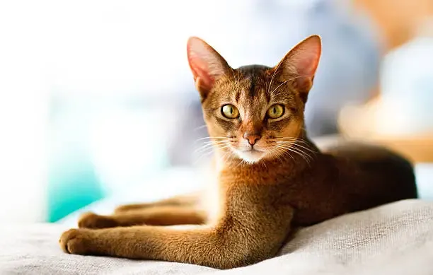 young-abyssinian-cat-in-action-loldogcat