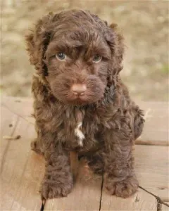 chocolate doodle puppy-loldogcat