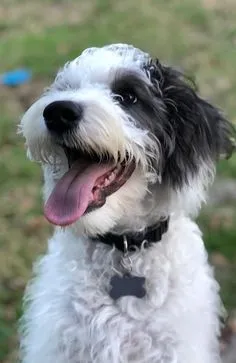 Black and White Labradoodles-loldogcat