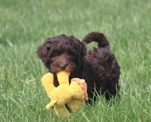 Chocolate Mini Labradoodles-loldogcat