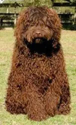 Chocolate Labrador sitting on grassy field-loldogcat