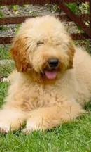 Apricot Labradoodles-loldogcat