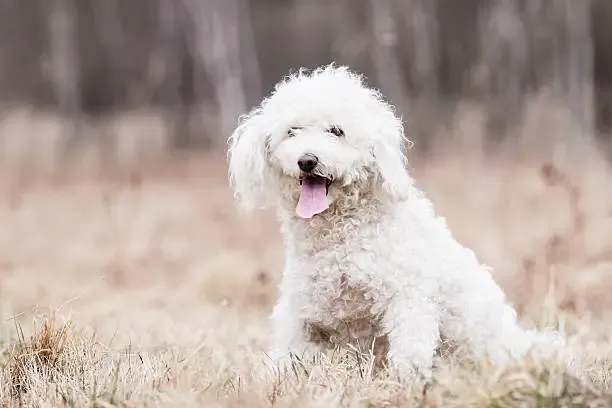 White Labradoodles-loldogcat