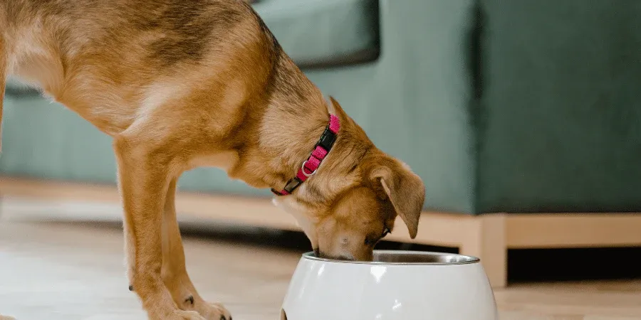 DIY Kidney Dog Treats-loldogcat