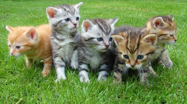 kittens cat cat puppy-loldogcat