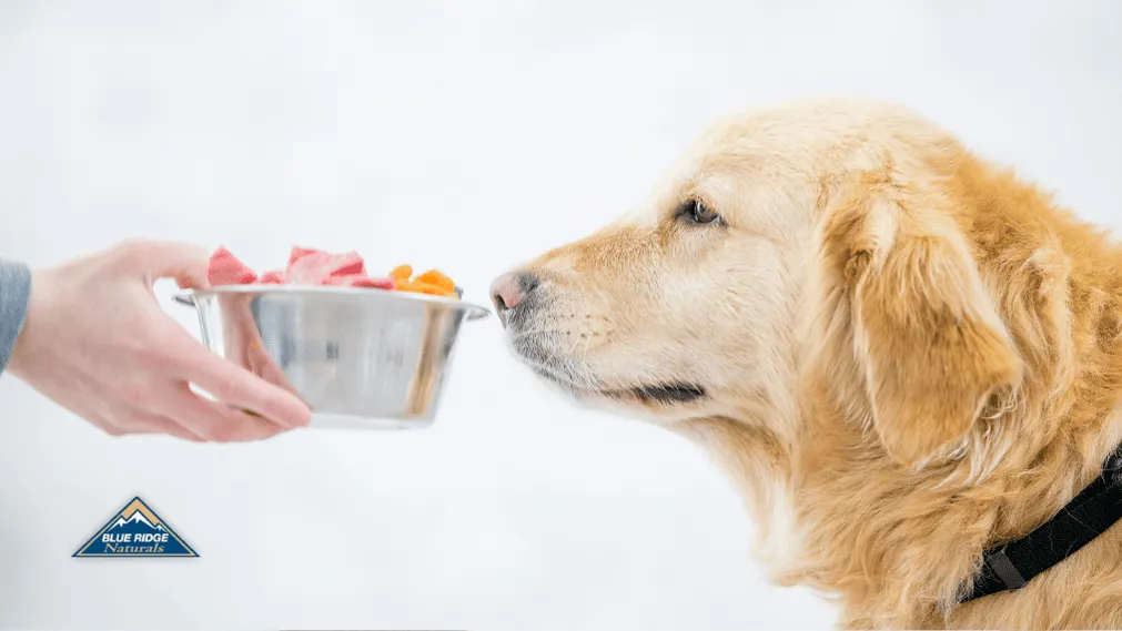 A dog stares down the barrel of a kidney-healthy dog snack-loldogcat