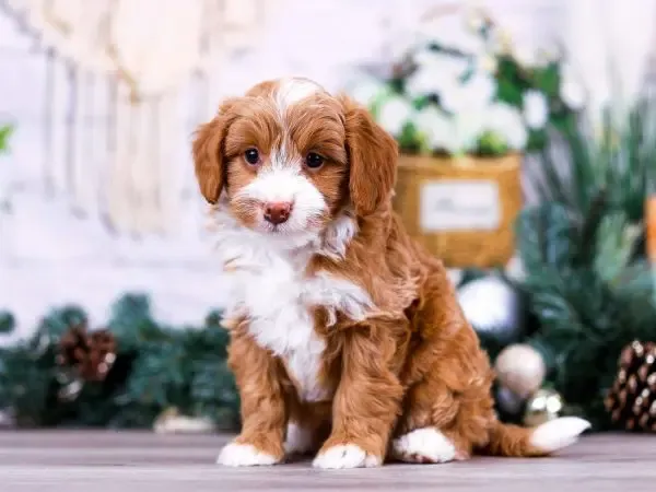 Tan and White Mini Bernedoodle Adults-loldogcat