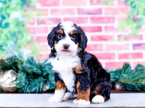 Mini Bernedoodle Adults-loldogcat