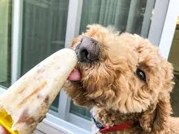 A dog licking a kidney-healthy dog snack-loldogcat