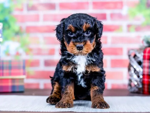 Black and Tan Bernedoodle-loldogcat